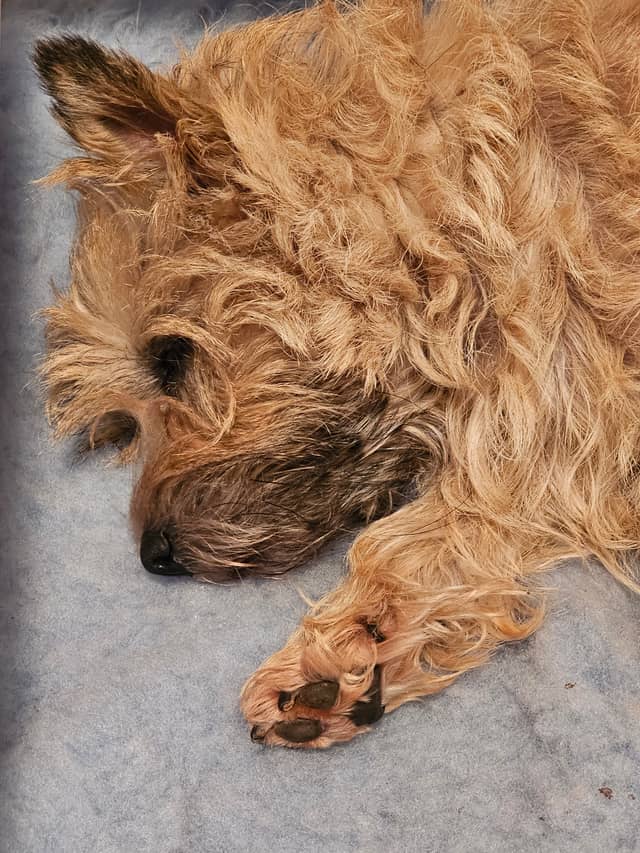 Vun Attilbrigga Cairn Terrier