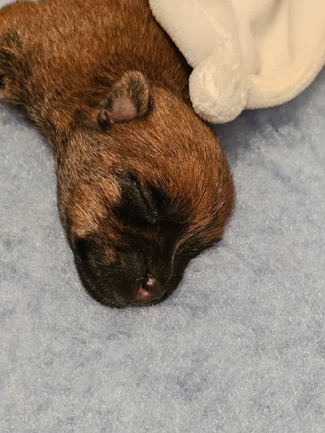Vun Attilbrigga Cairn Terrier