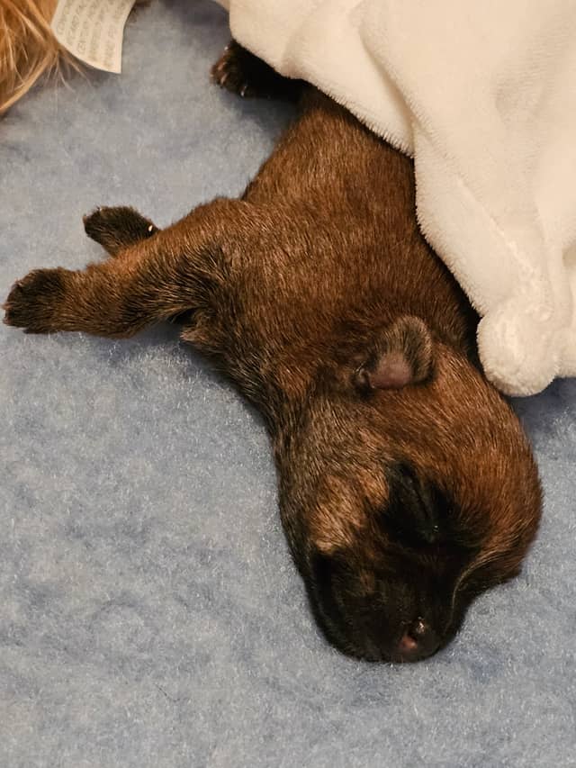 Vun Attilbrigga Cairn Terrier