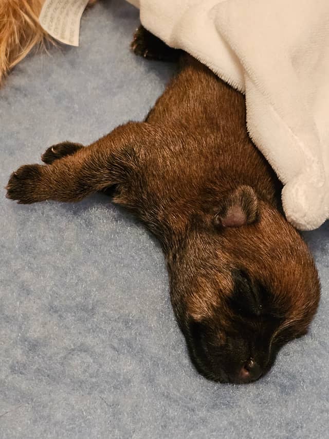 Vun Attilbrigga Cairn Terrier