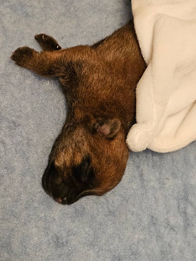 Vun Attilbrigga Cairn Terrier