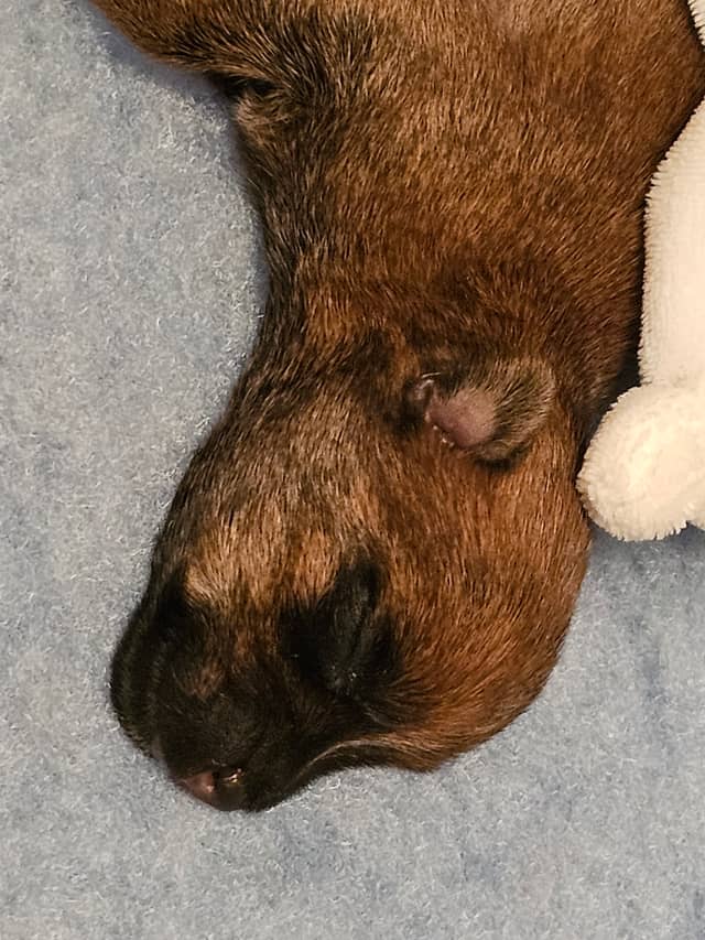 Vun Attilbrigga Cairn Terrier