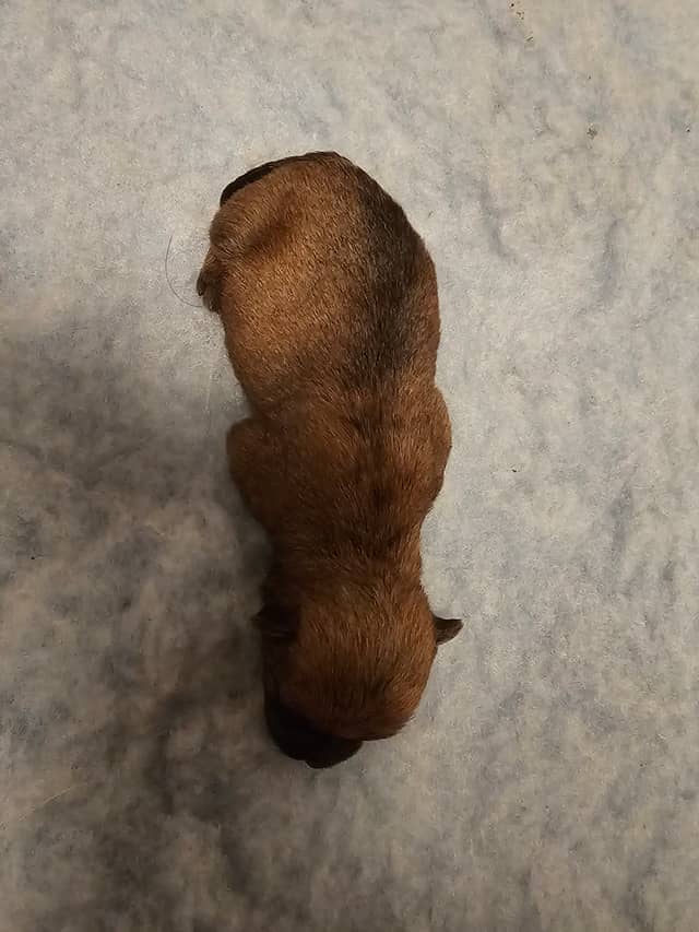 Vun Attilbrigga Cairn Terrier