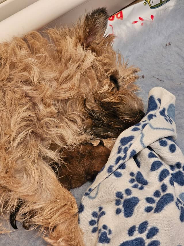 Vun Attilbrigga Cairn Terrier