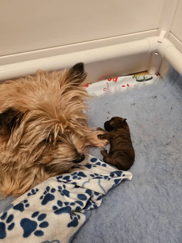 Vun Attilbrigga Cairn Terrier