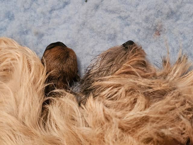 Vun Attilbrigga Cairn Terrier