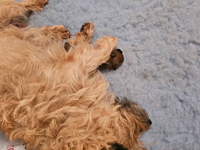 Vun Attilbrigga Cairn Terrier