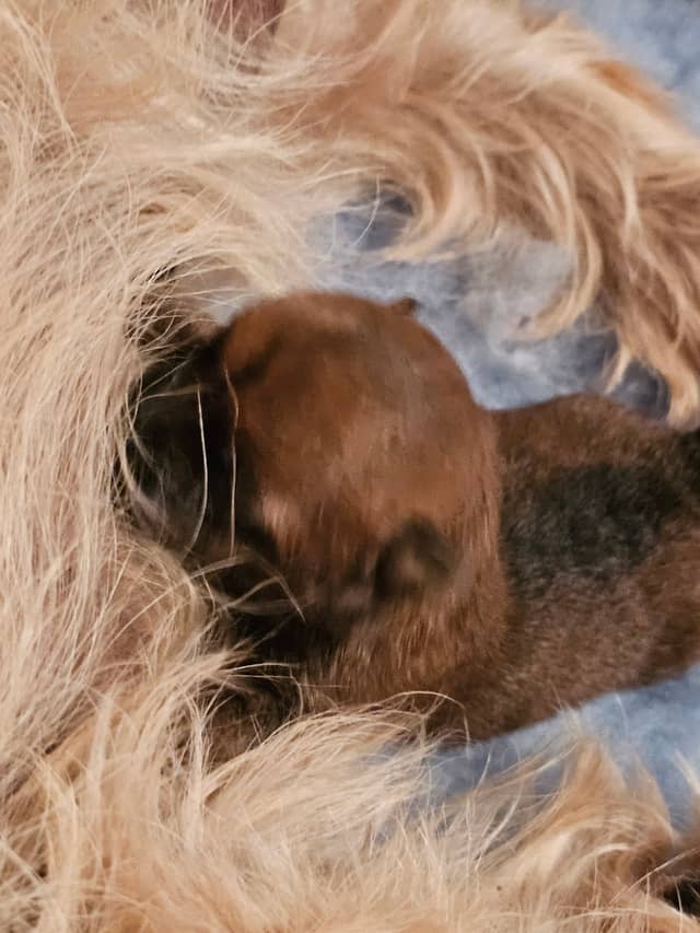 Vun Attilbrigga Cairn Terrier