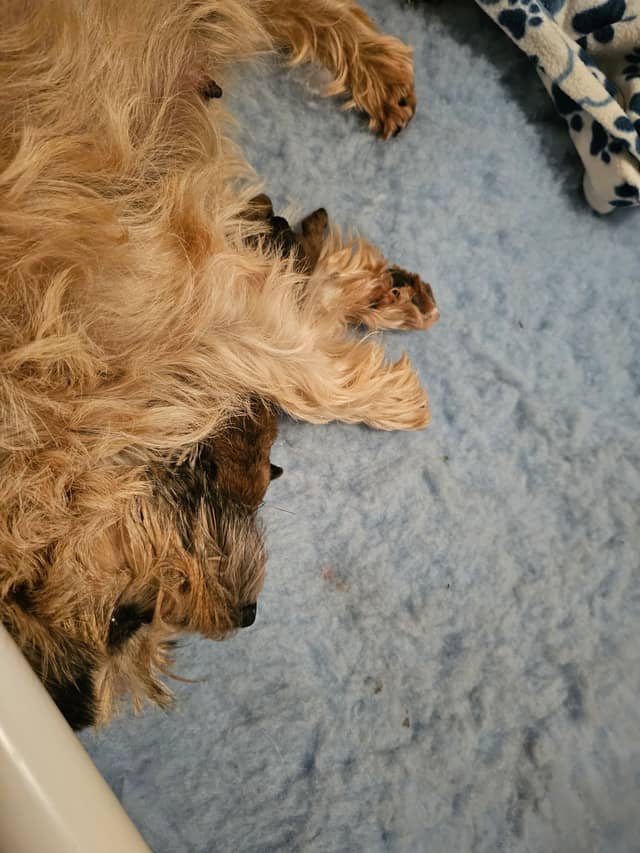 Vun Attilbrigga Cairn Terrier