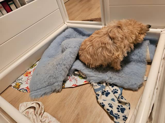 Vun Attilbrigga Cairn Terrier