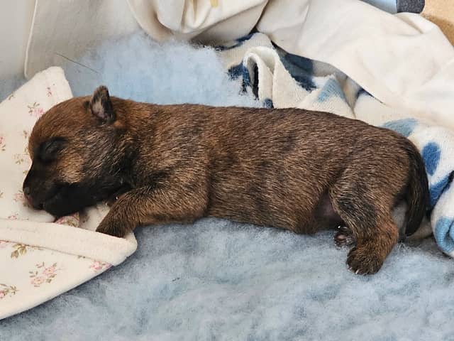 Vun Attilbrigga Cairn Terrier