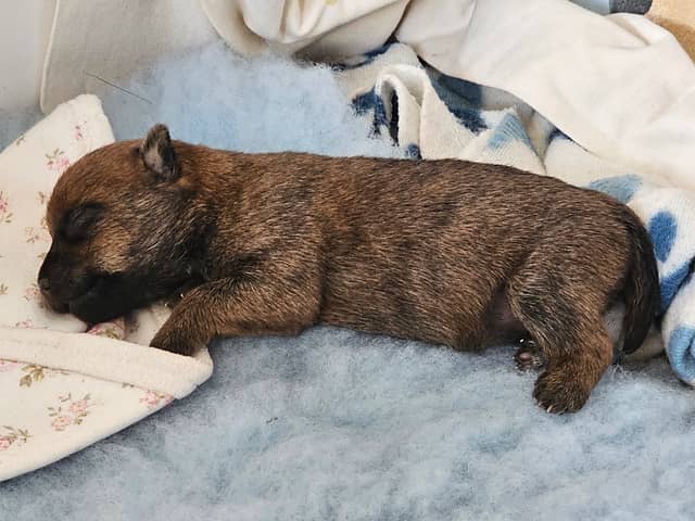 Vun Attilbrigga Cairn Terrier
