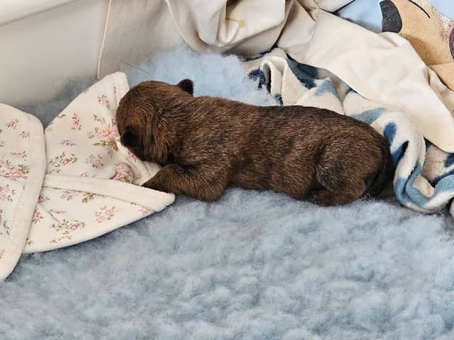 Vun Attilbrigga Cairn Terrier