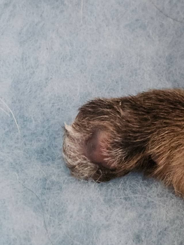 Vun Attilbrigga Cairn Terrier