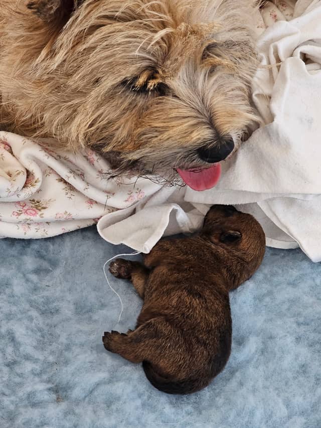 Vun Attilbrigga Cairn Terrier