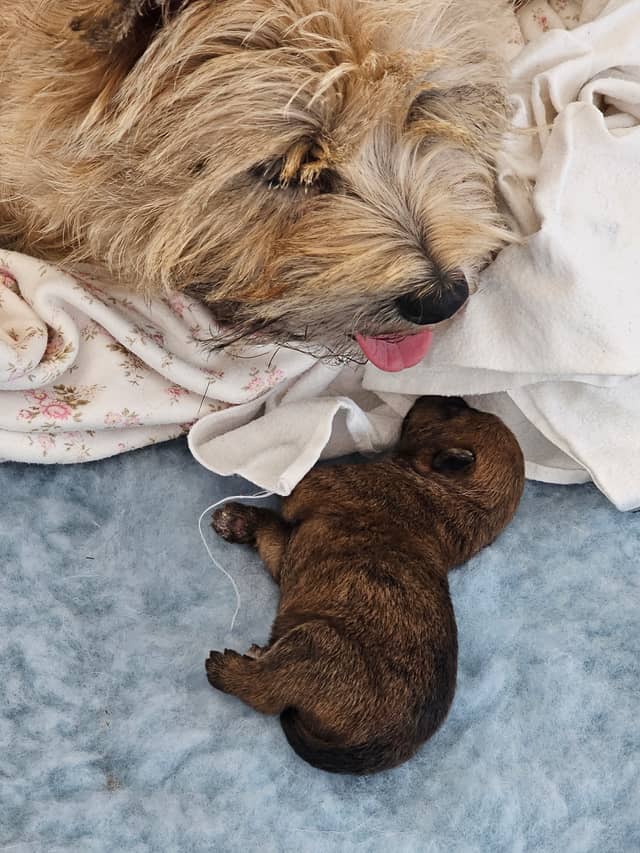 Vun Attilbrigga Cairn Terrier