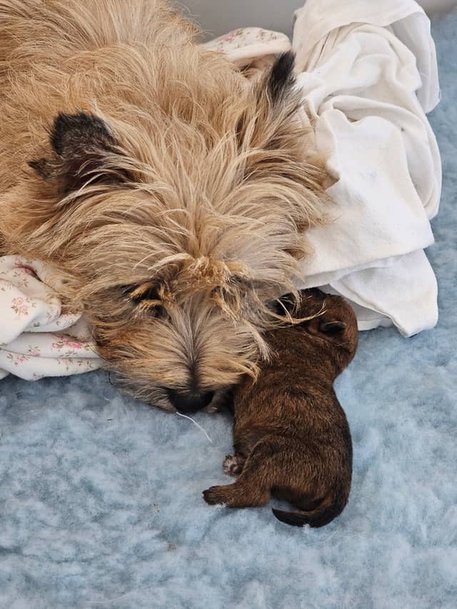 Vun Attilbrigga Cairn Terrier