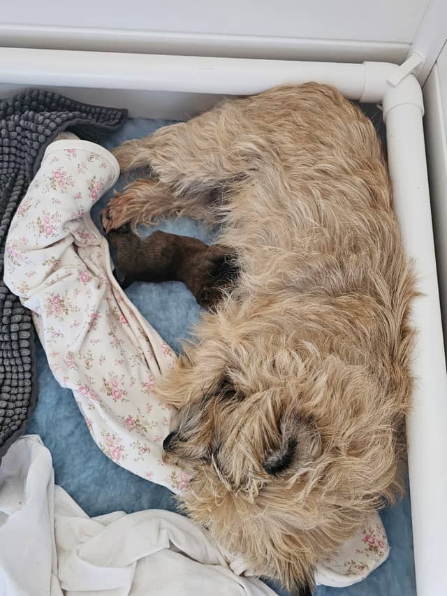Vun Attilbrigga Cairn Terrier
