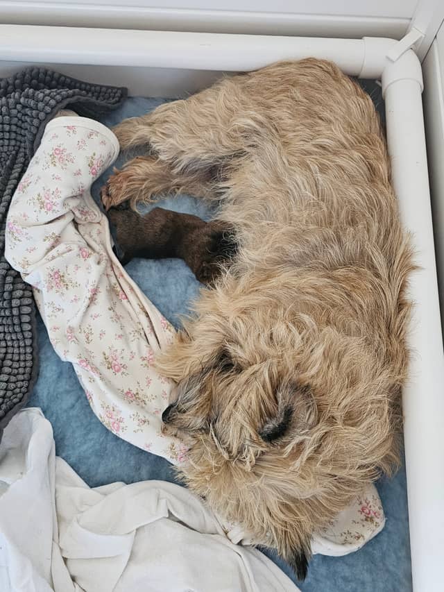 Vun Attilbrigga Cairn Terrier