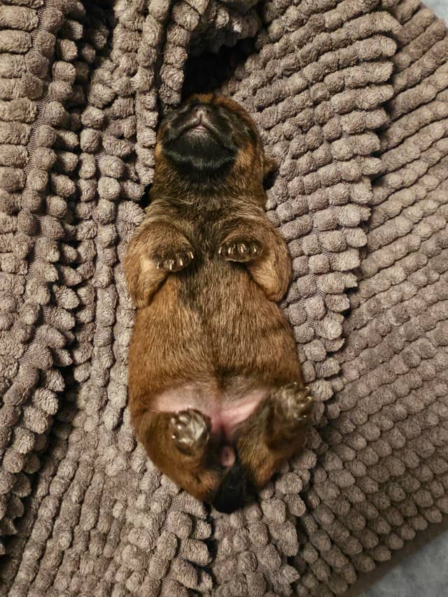 Vun Attilbrigga Cairn Terrier
