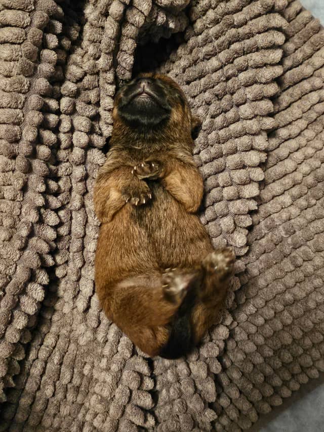 Vun Attilbrigga Cairn Terrier