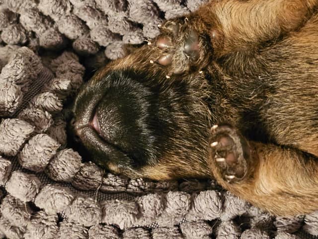 Vun Attilbrigga Cairn Terrier
