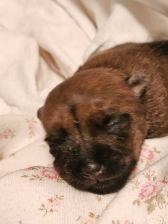 Vun Attilbrigga Cairn Terrier