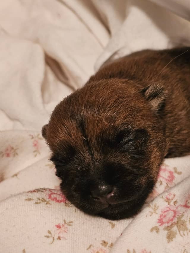 Vun Attilbrigga Cairn Terrier
