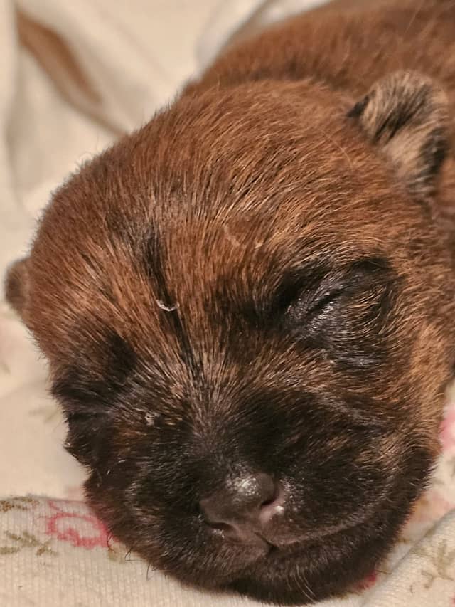 Vun Attilbrigga Cairn Terrier