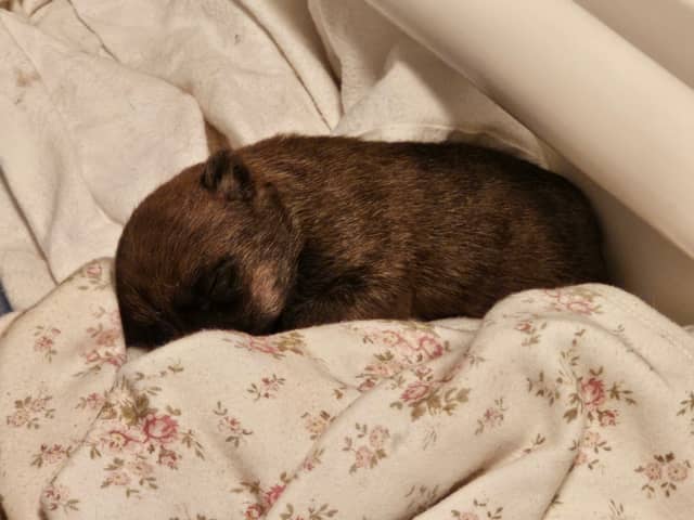 Vun Attilbrigga Cairn Terrier