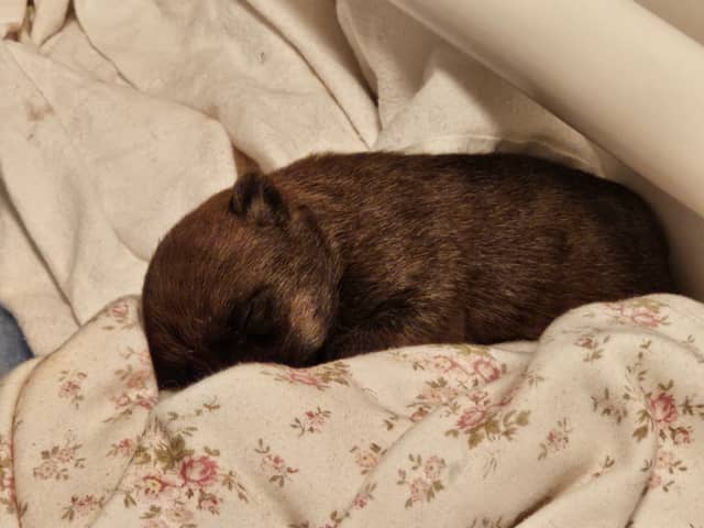 Vun Attilbrigga Cairn Terrier