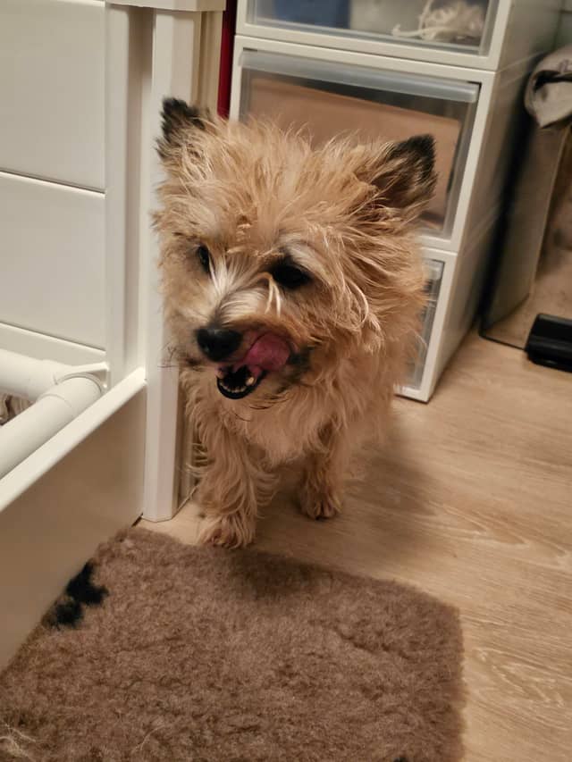 Vun Attilbrigga Cairn Terrier