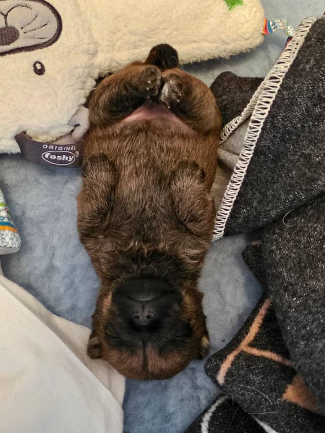 Vun Attilbrigga Cairn Terrier