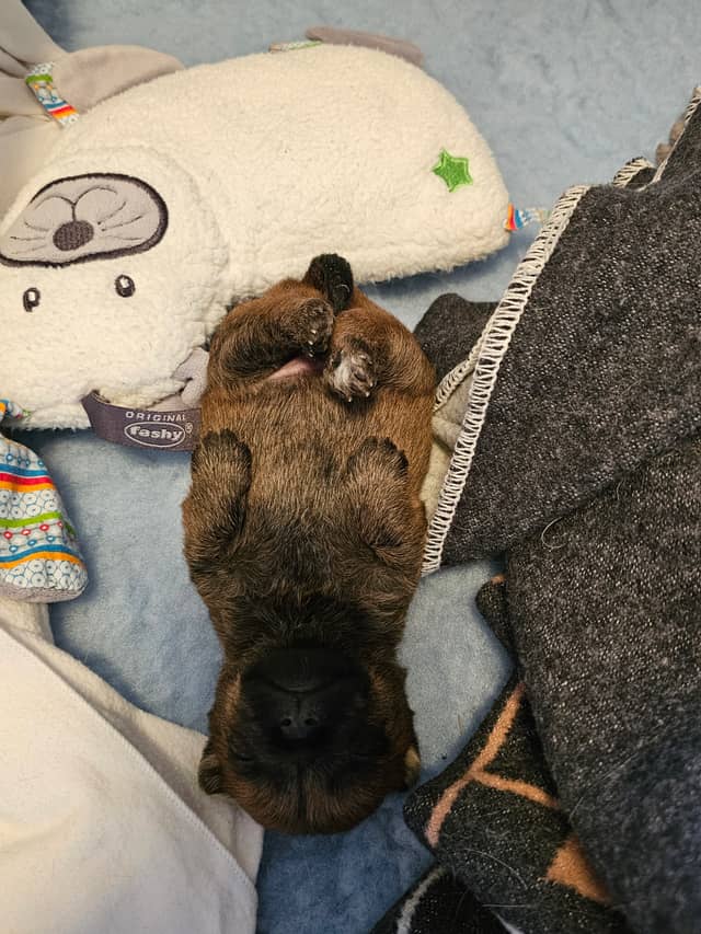 Vun Attilbrigga Cairn Terrier