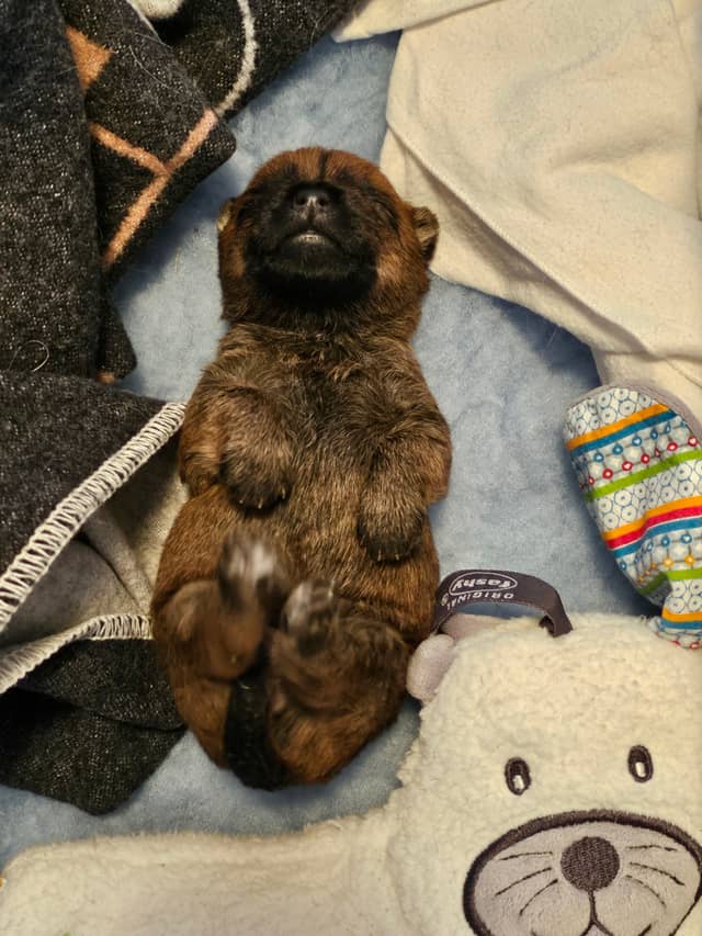 Vun Attilbrigga Cairn Terrier