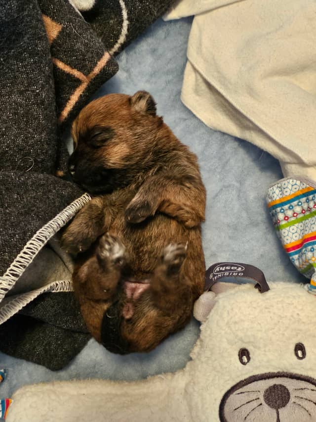 Vun Attilbrigga Cairn Terrier