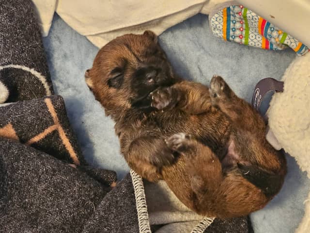 Vun Attilbrigga Cairn Terrier