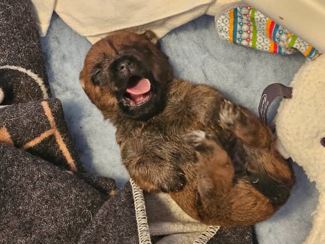 Vun Attilbrigga Cairn Terrier