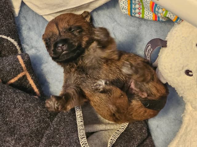 Vun Attilbrigga Cairn Terrier
