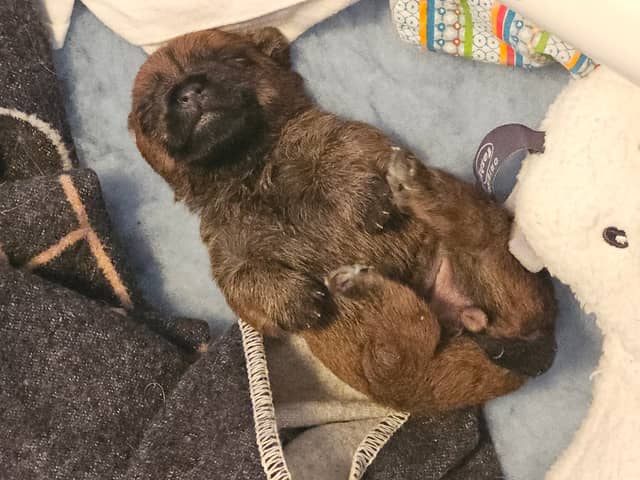 Vun Attilbrigga Cairn Terrier