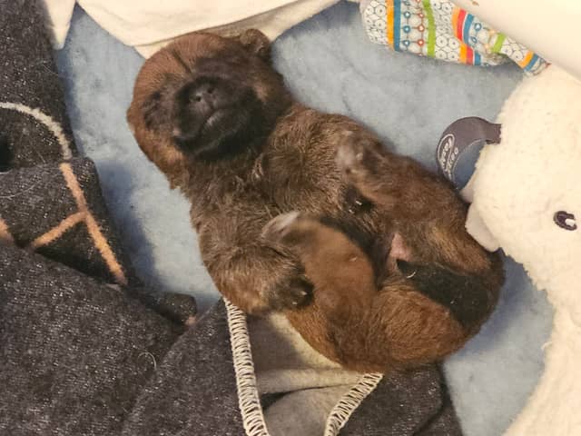 Vun Attilbrigga Cairn Terrier