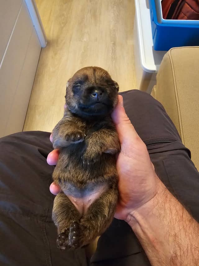 Vun Attilbrigga Cairn Terrier