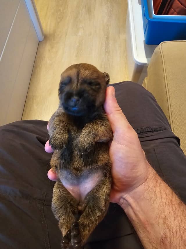 Vun Attilbrigga Cairn Terrier