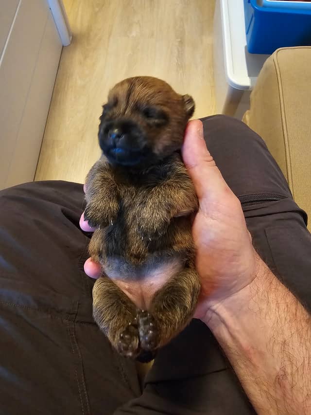 Vun Attilbrigga Cairn Terrier