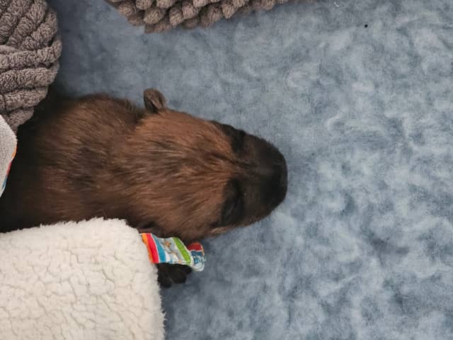 Vun Attilbrigga Cairn Terrier