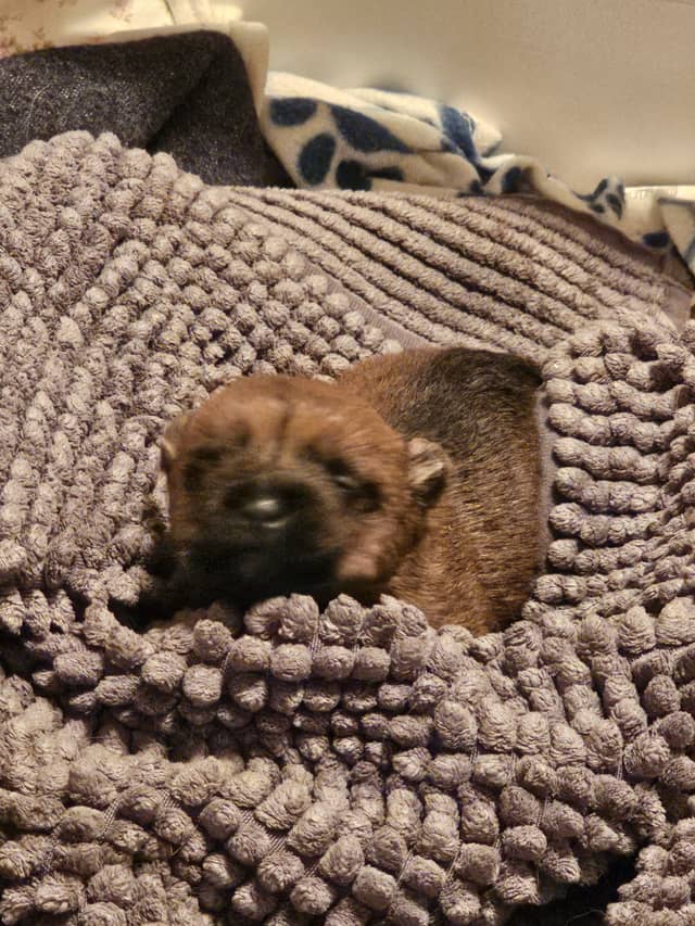 Vun Attilbrigga Cairn Terrier