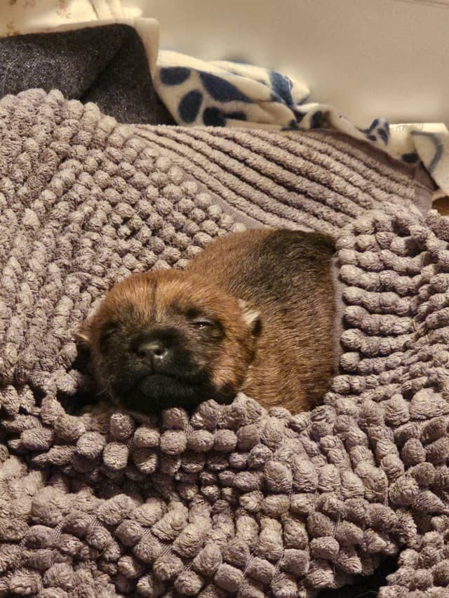 Vun Attilbrigga Cairn Terrier