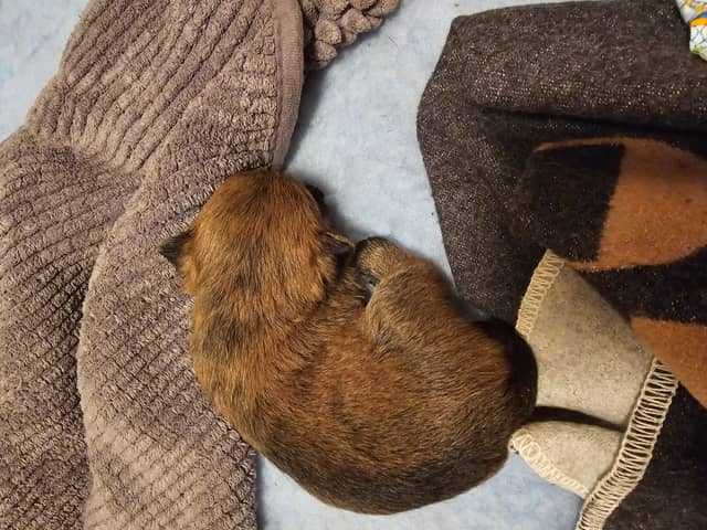 Vun Attilbrigga Cairn Terrier