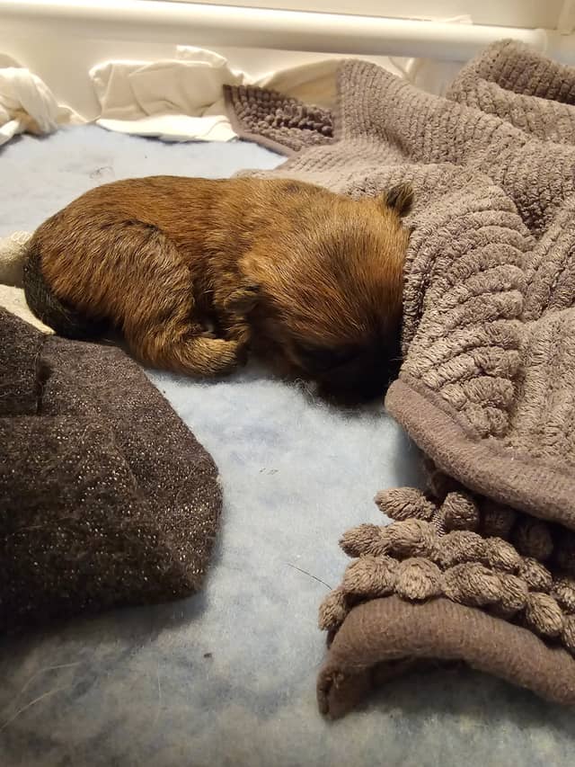 Vun Attilbrigga Cairn Terrier