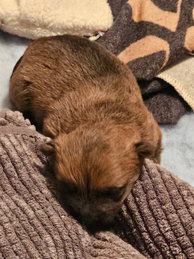 Vun Attilbrigga Cairn Terrier